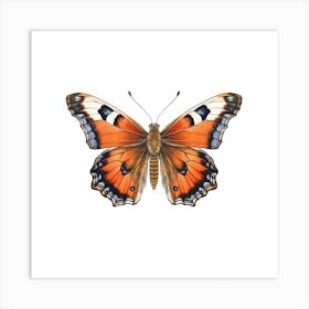 Butterfly 24 Art Print