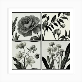 Black And White Flowers 2 Art Print