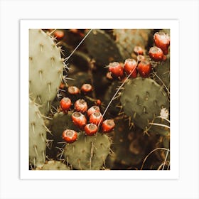 Pink Cactus Fruit Square Art Print