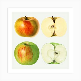 Four Different Kinds Of Apples Art Print