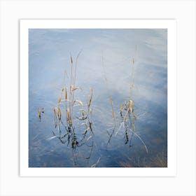 Reeds In Water Art Print