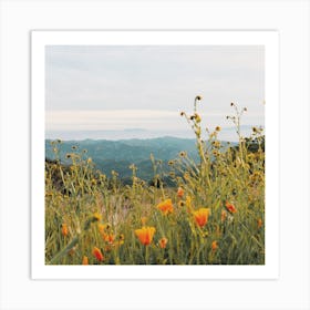 Orange Poppy Flowers Art Print