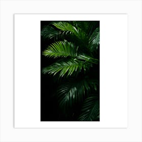 Palm Leaves On A Black Background Art Print