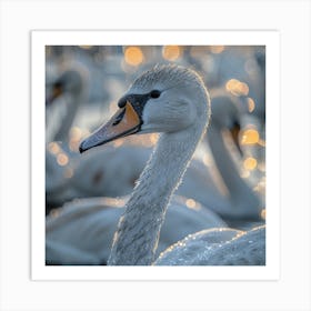 Swans At Sunrise 1 Art Print