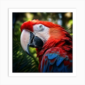 Red Macaw 3 Art Print