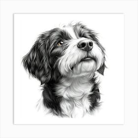 Bearded Collie 1 Art Print