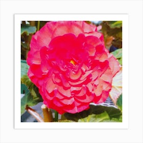 Red Begonia Art Print