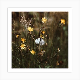 White Butterfly In The Countryside  Colour Nature Photography Square Art Print