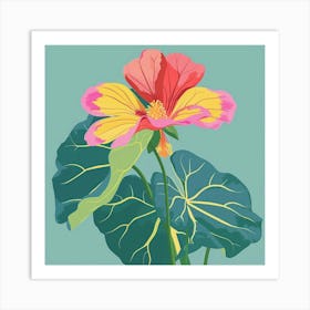 Nasturtium 3 Square Flower Illustration Art Print