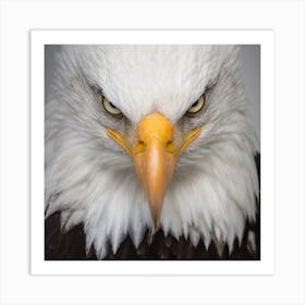 Bald Eagle Art Print