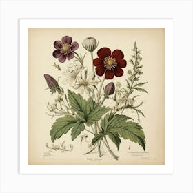 Halonium Wildflower Vintage Botanical Art Print 2 Art Print