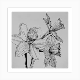 Daffodils Art Print