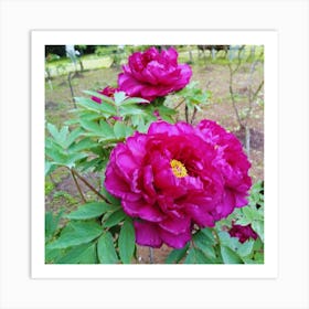 Peonies in Japan 1 Art Print