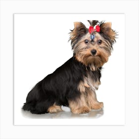 Yorkshire Terrier Art Print