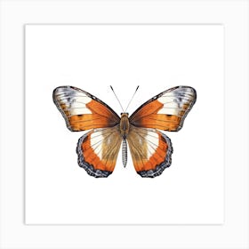 Butterfly 34 Art Print