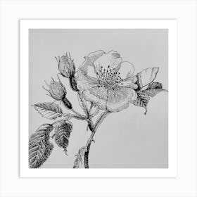 Rosehip Art Print