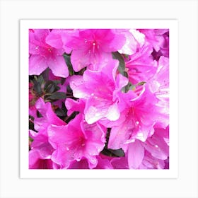 Pink Azaleas 27 Art Print