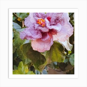 Purple Hibiscus Flower Art Print