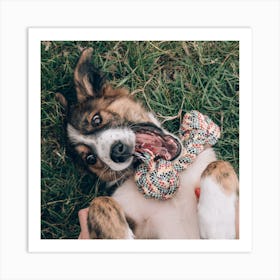 Dog Chewing On A Bone Art Print