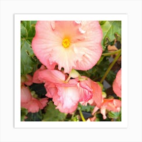 Begonias 4 Art Print