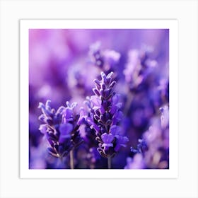 Lavender Flowers 16 Art Print