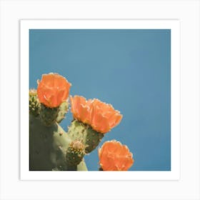 Cactus Flower Art Print