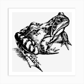 Amphibian 2027975 1280 Art Print