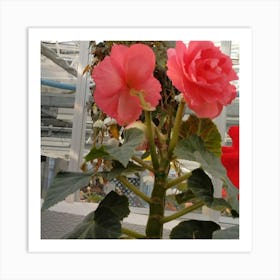 Begonias 10 Art Print