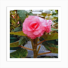 Begonia 36 Art Print