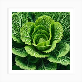 Close Up Of A Cabbage Art Print