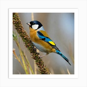 Goldfinch 2 Art Print