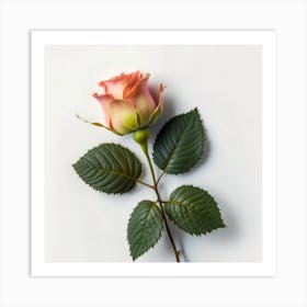 Single Pink Rose Art Print