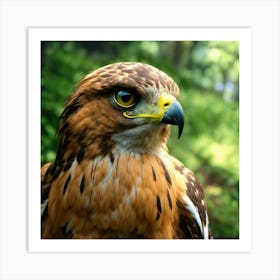 Hawk (1) Art Print