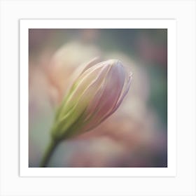 A Close Up Of A Delicate Umbrella Bud Just Beginning To Bloom, With Soft Petals And Hints Of Vibrant Art Print