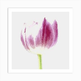 Pink Tulip Art Print