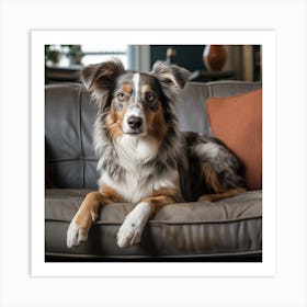 Australian Shepherd Dog On Couch Art Print