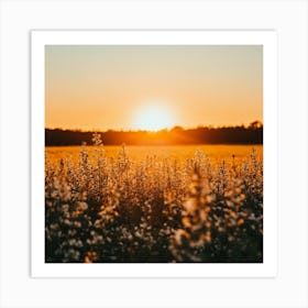 Sunset Over A Field Of Flowers Art Print