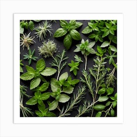 Fresh Herbs On A Black Background 5 Art Print