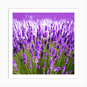 Lavender Field 5 Art Print