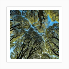 Tree Canopy Art Print