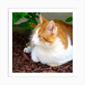 Orange Tabby Cat Art Print