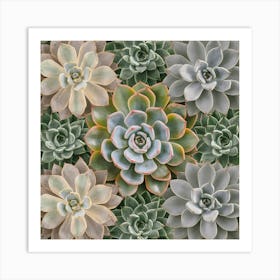 Succulents Geometric Nature Art Print