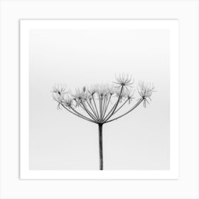 Frosted Seed Head Square Art Print