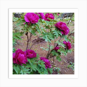 Peonies In The Garden 4 Art Print