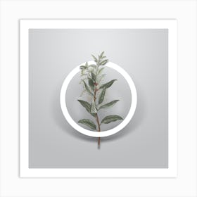 Vintage Evergreen Oak Minimalist Botanical Geometric Circle on Soft Gray n.0322 Art Print