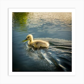 Swan photo 8 Art Print