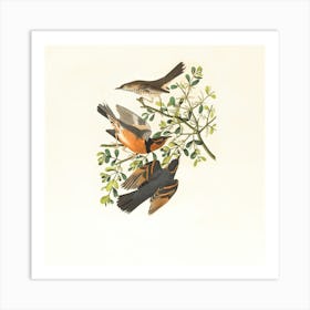 Birds On A Branch Art Print