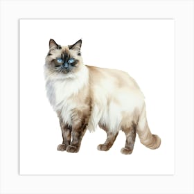 Siamese Cat 5 Art Print