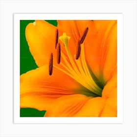 Orange Lily Art Print