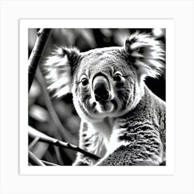 Koala 3 Art Print